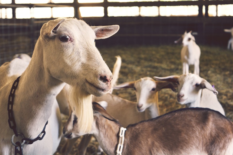 boss-fight-free-high-quality-stock-images-photos-photography-goats-pen-960x640