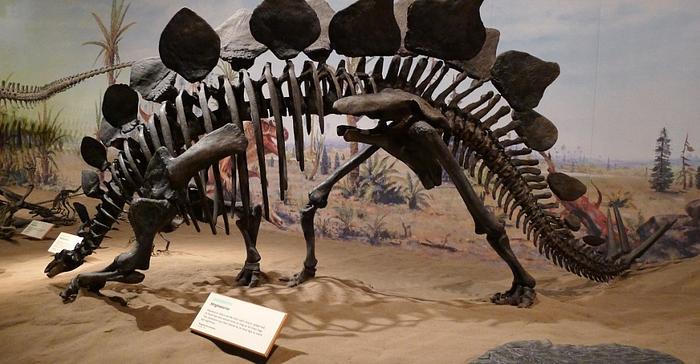 卡加利遊學-帶你穿越時空的皇家泰勒恐龍博物館
