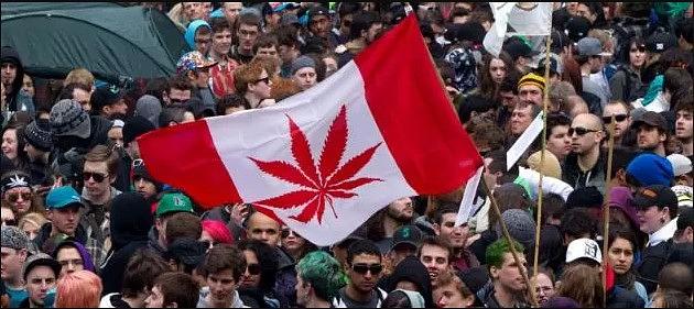 加拿大遊學 | 消遣類大麻將正式合法化!! - StudyDIY